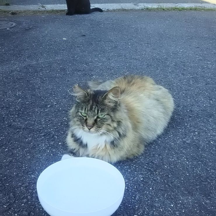 お代わり頂戴！