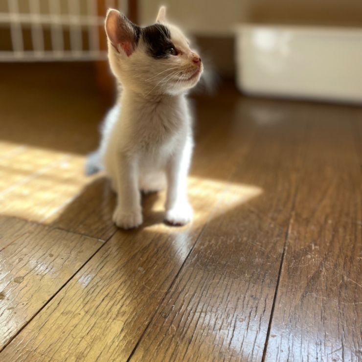 いのちつながった！