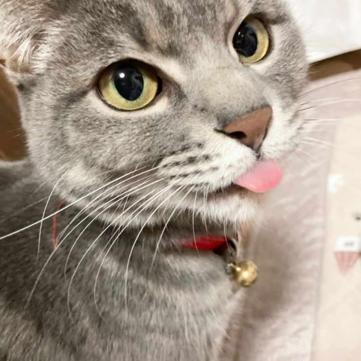 姉の生まれ変わり