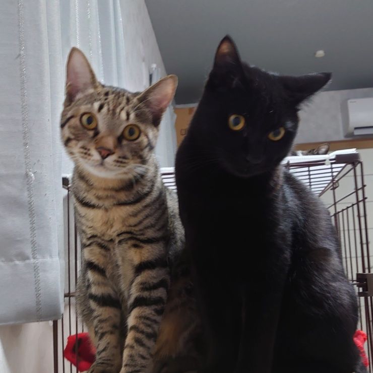 立派に成長した仲良し兄弟猫！