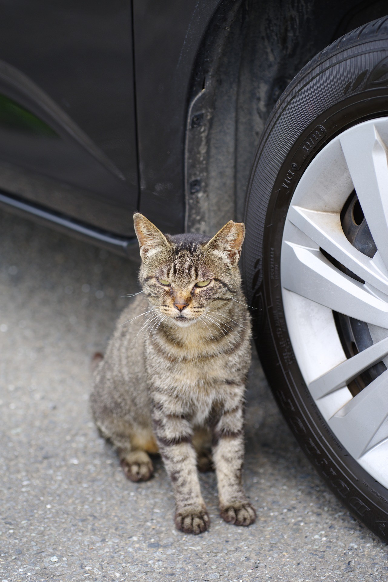 選ばれた猫