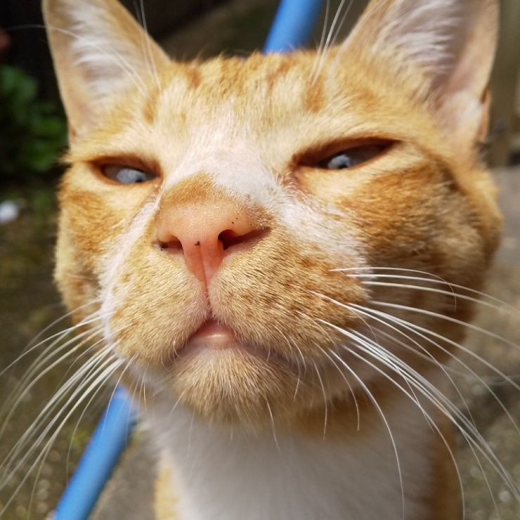 本日の変顔