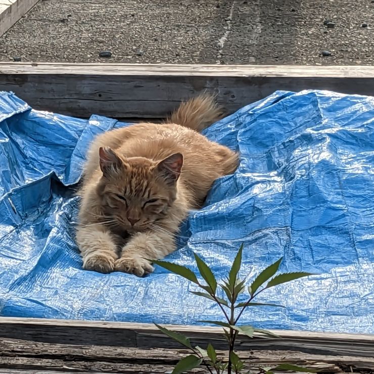 おいらのプールだぁー