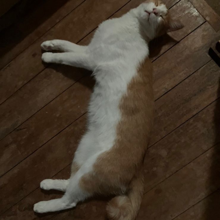 僕は僕！