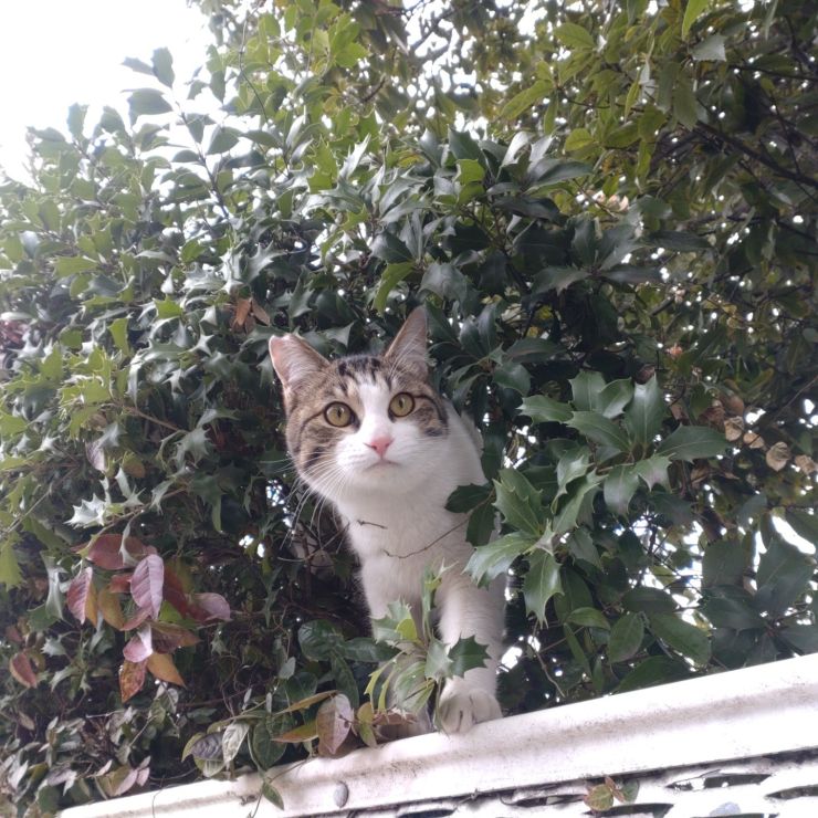 さくらねこ