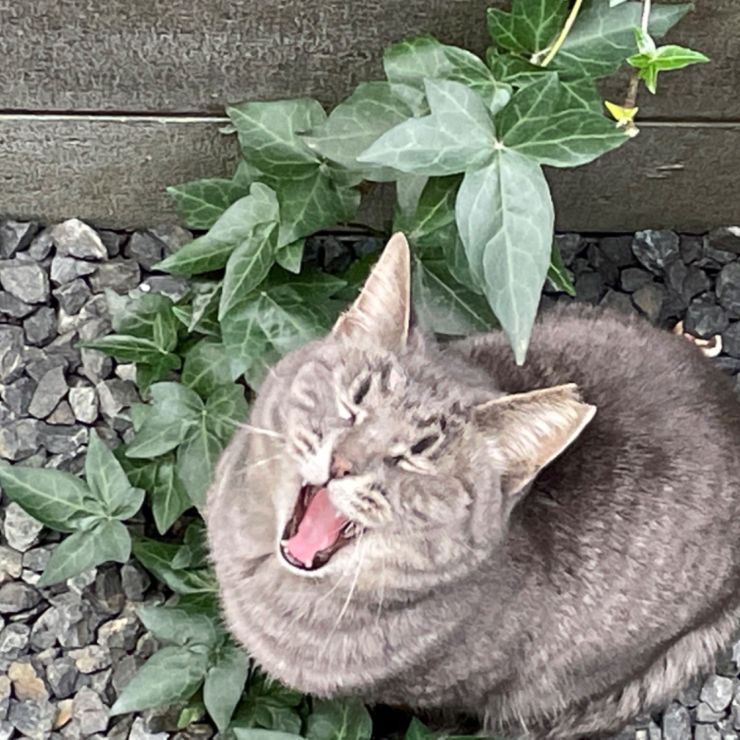 ふぁ〜ごはんまだかな？まちくたびれちゃったよ。