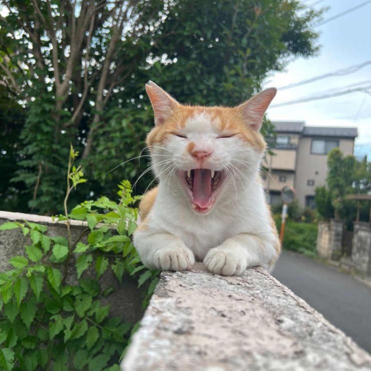 シーサーみたい！？