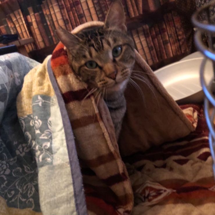 保護猫のこたつデビュー。極楽にゃ〜。