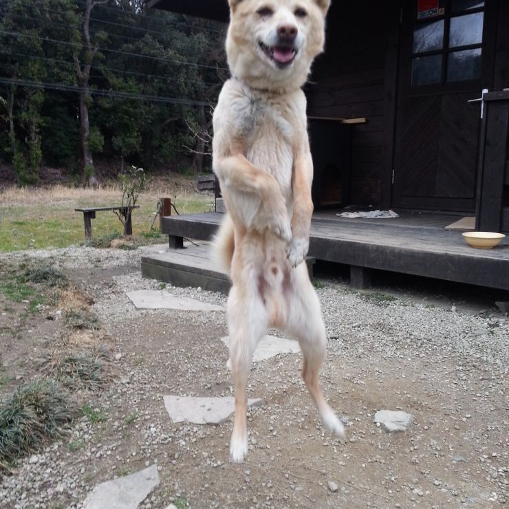 散歩だ！わーい