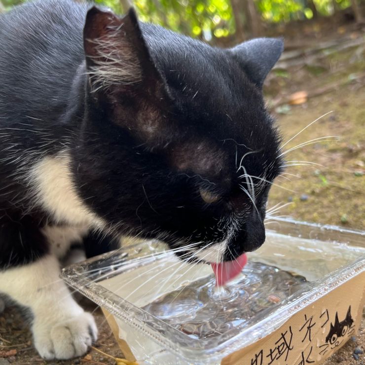 命のお水