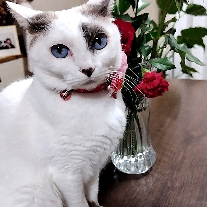 マリーとバラ🌹