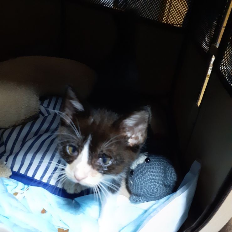 負けない子猫
