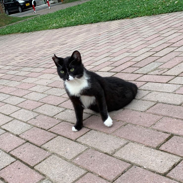さくらねこ〜すくすく成長中〜