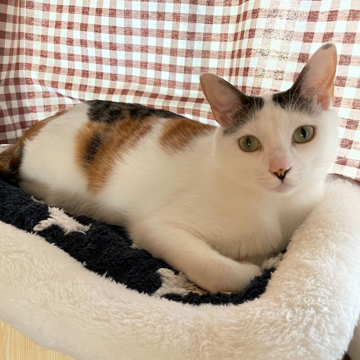 保護ねこ達の教育係