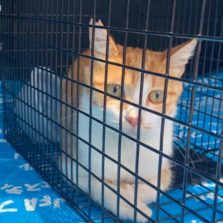 救われた猫