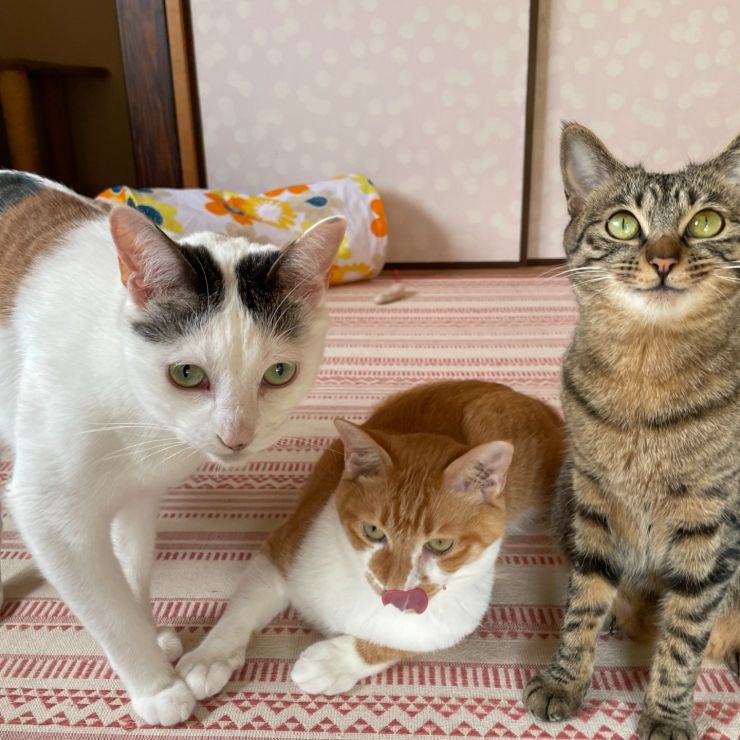ご縁を待つ猫と教育係