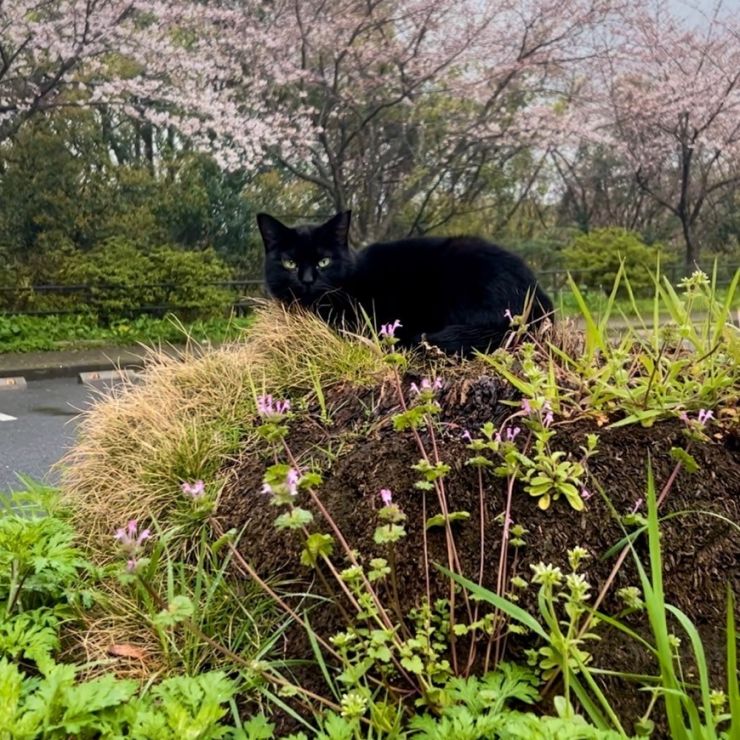 さくら&クロネコ