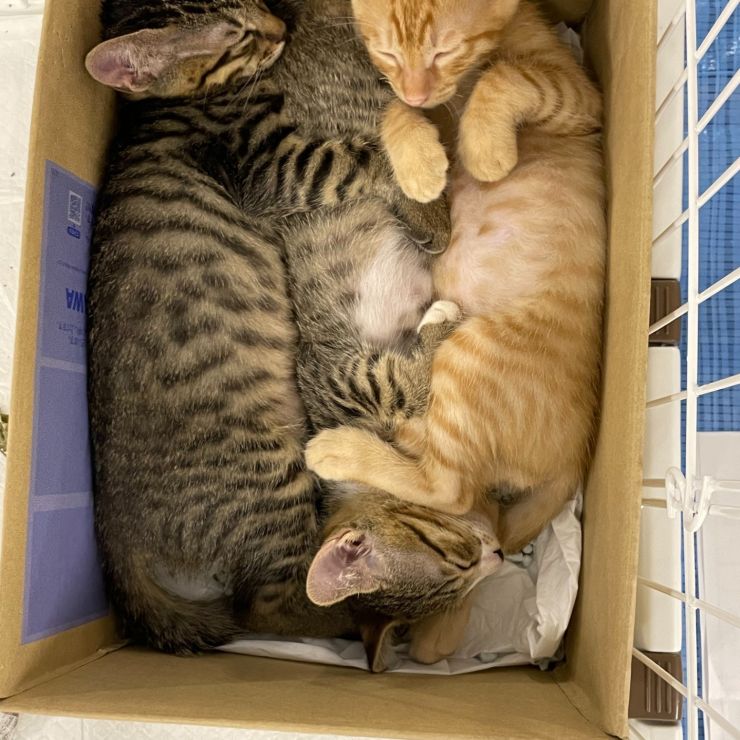 仔猫重箱