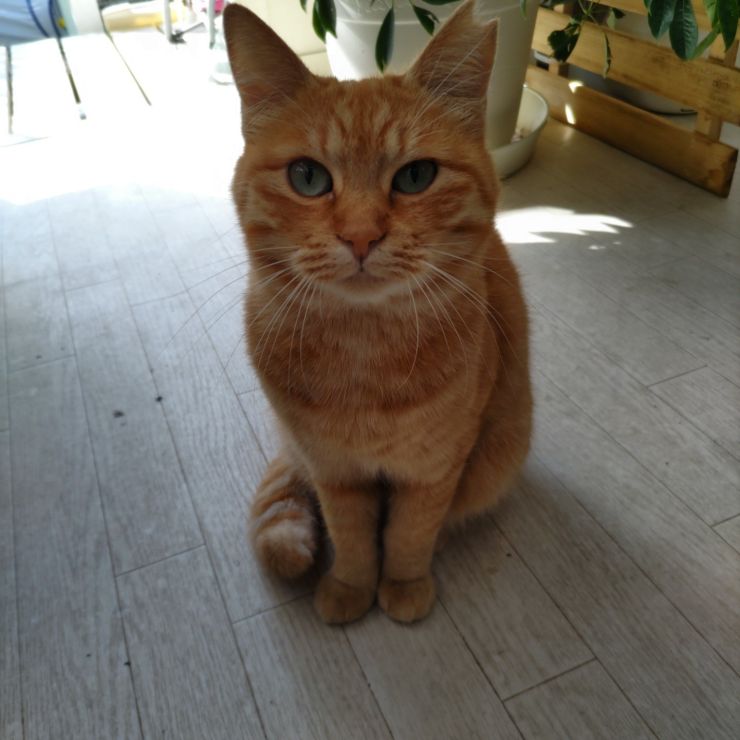 ご飯は、まだですか?