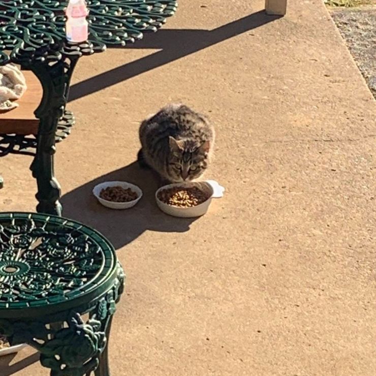 ご飯を食べるチコ
