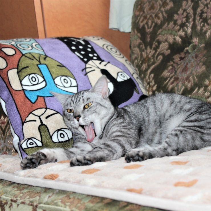 念願？の家猫になりにましたよ！