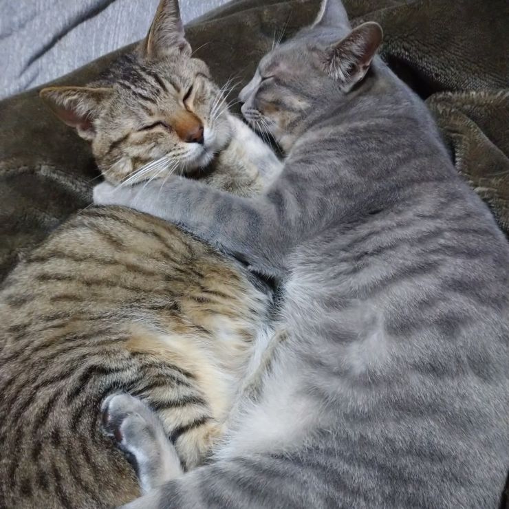 血の繋がっていない兄弟
