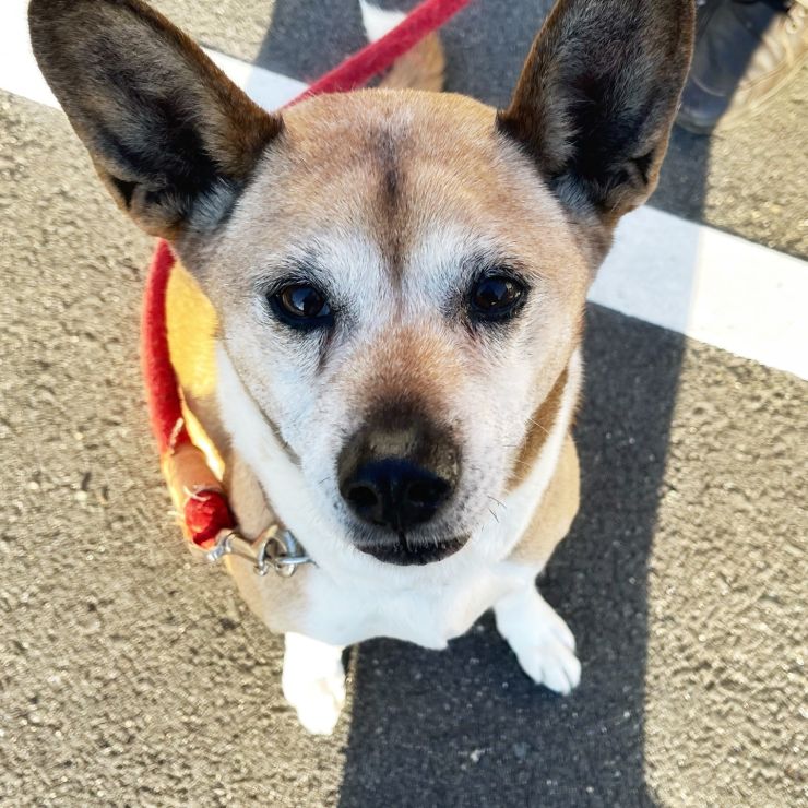 楽しい犬生