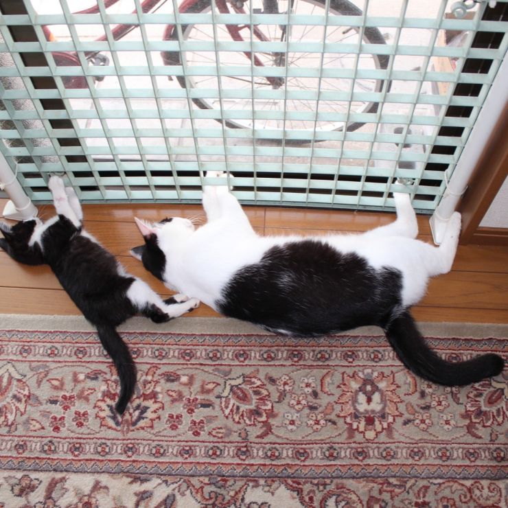 前は外ノラ、今は家猫よ！