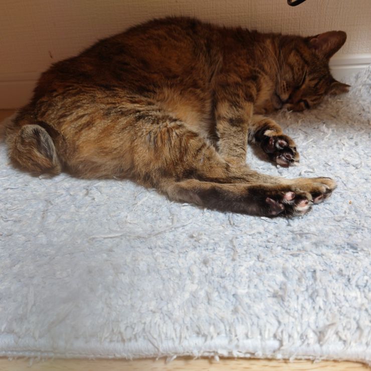 地域猫から家猫に