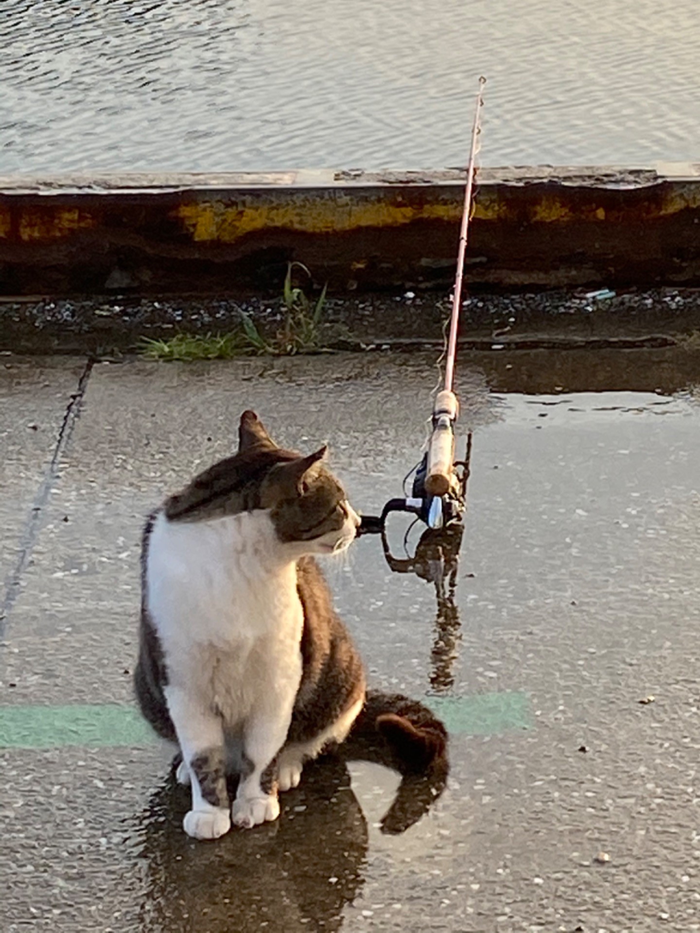 港で暮らす猫達