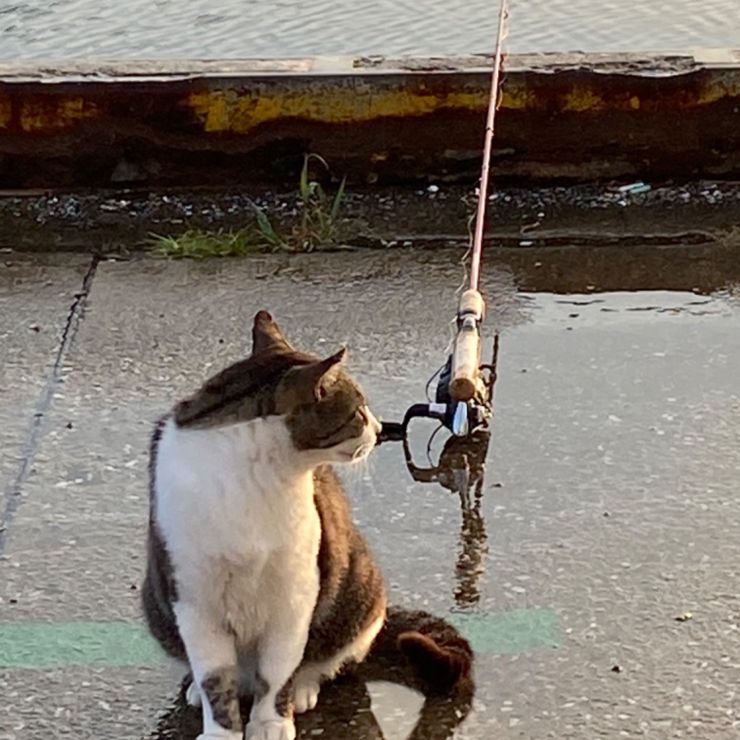 港で暮らす猫達