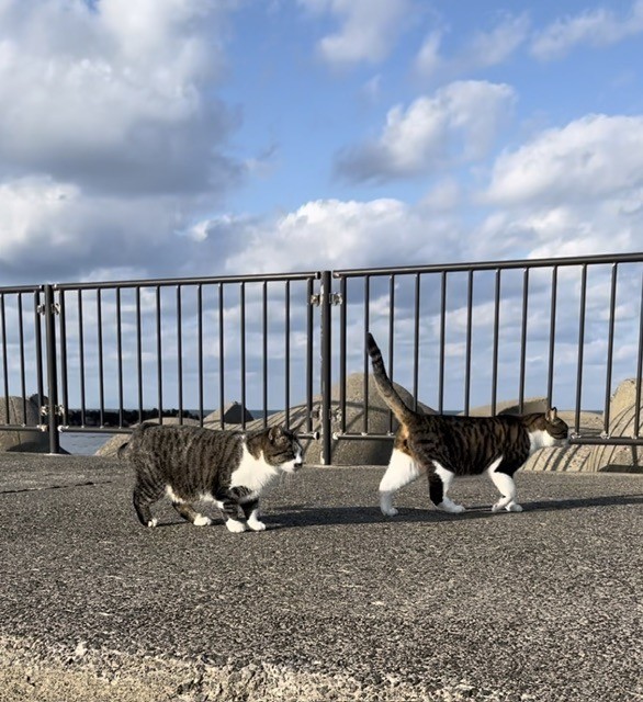 お天気がいいぞ！散歩に行くよ❗️