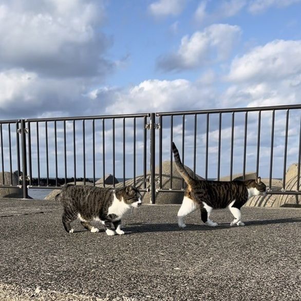お天気がいいぞ！散歩に行くよ❗️