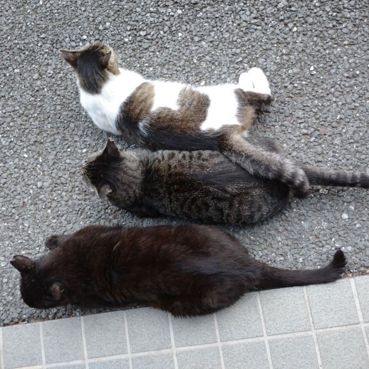 さくらねこたち