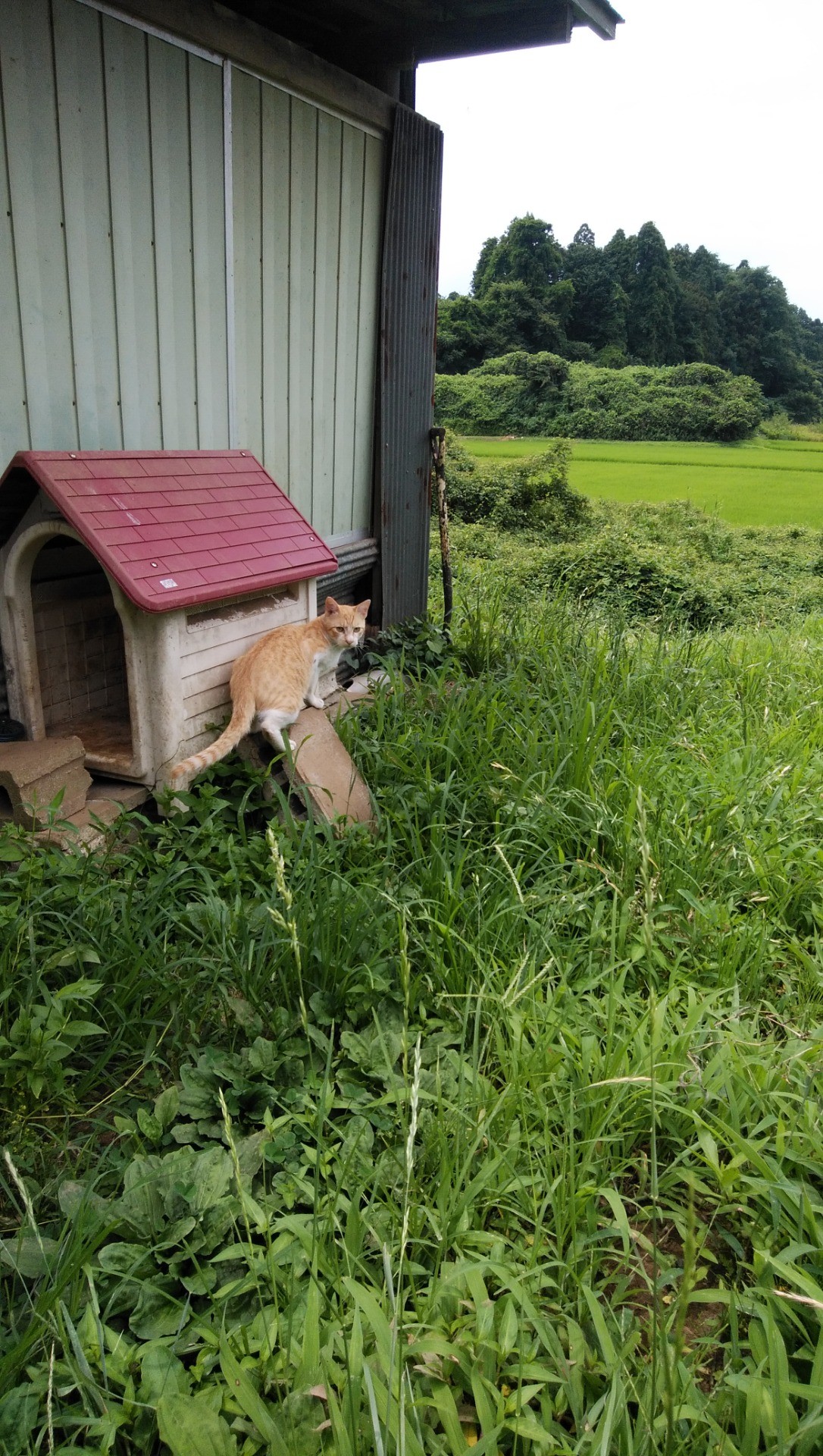 山の中の猫