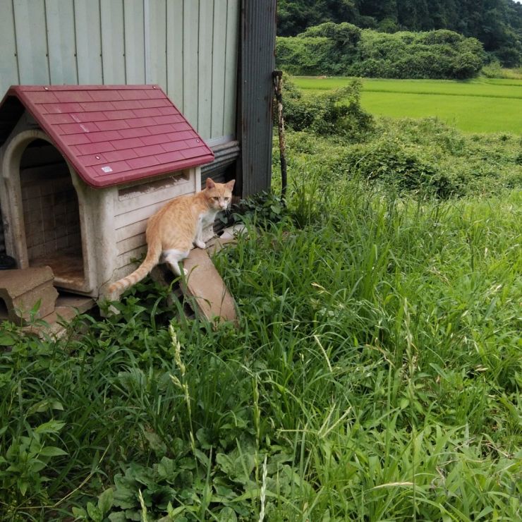 山の中の猫