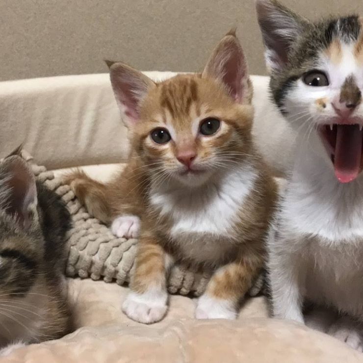 天使のように無垢な子猫達
