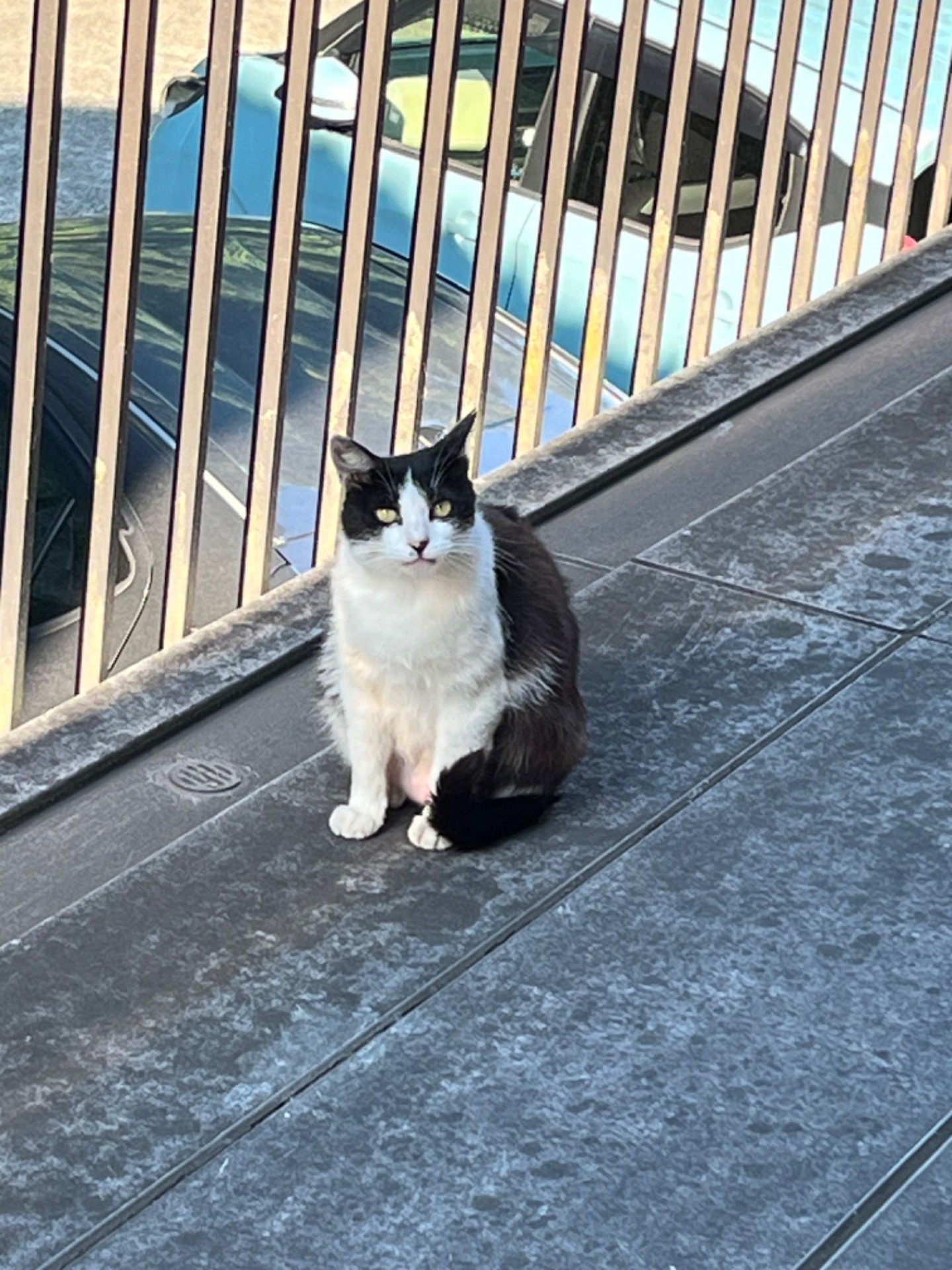 母ちゃん今日も来たねご飯だよ