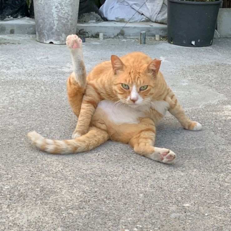 ダイエット効果あり
