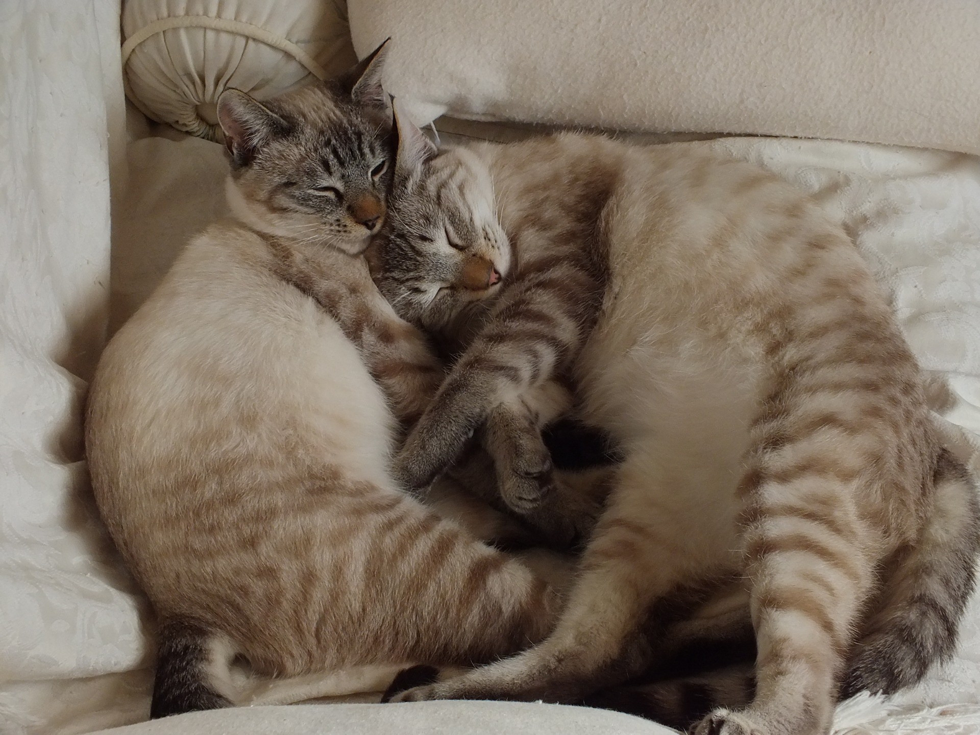 いのちをつないだ兄弟猫
