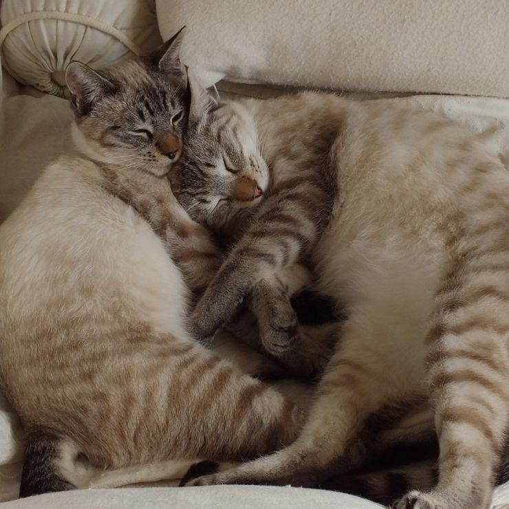 いのちをつないだ兄弟猫