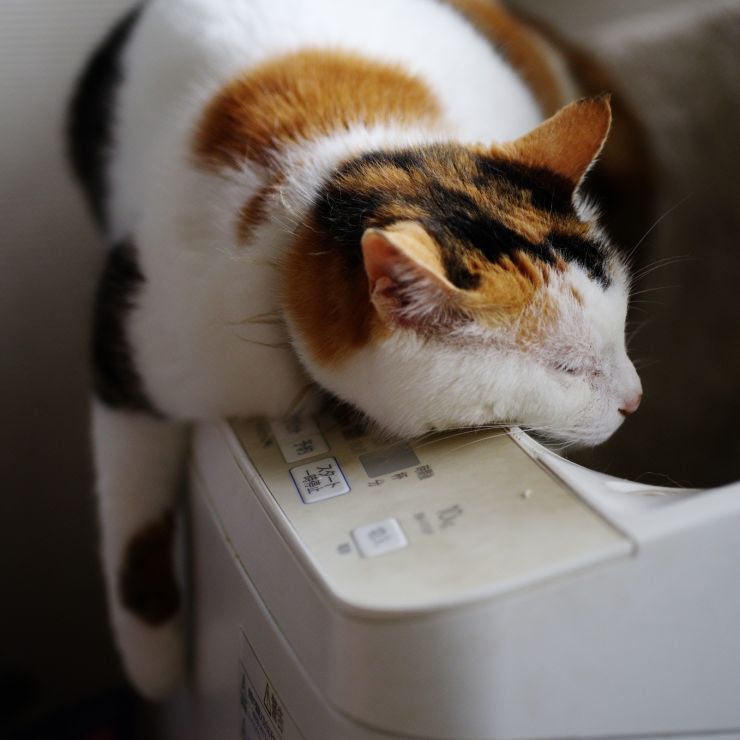 ５匹分の魂