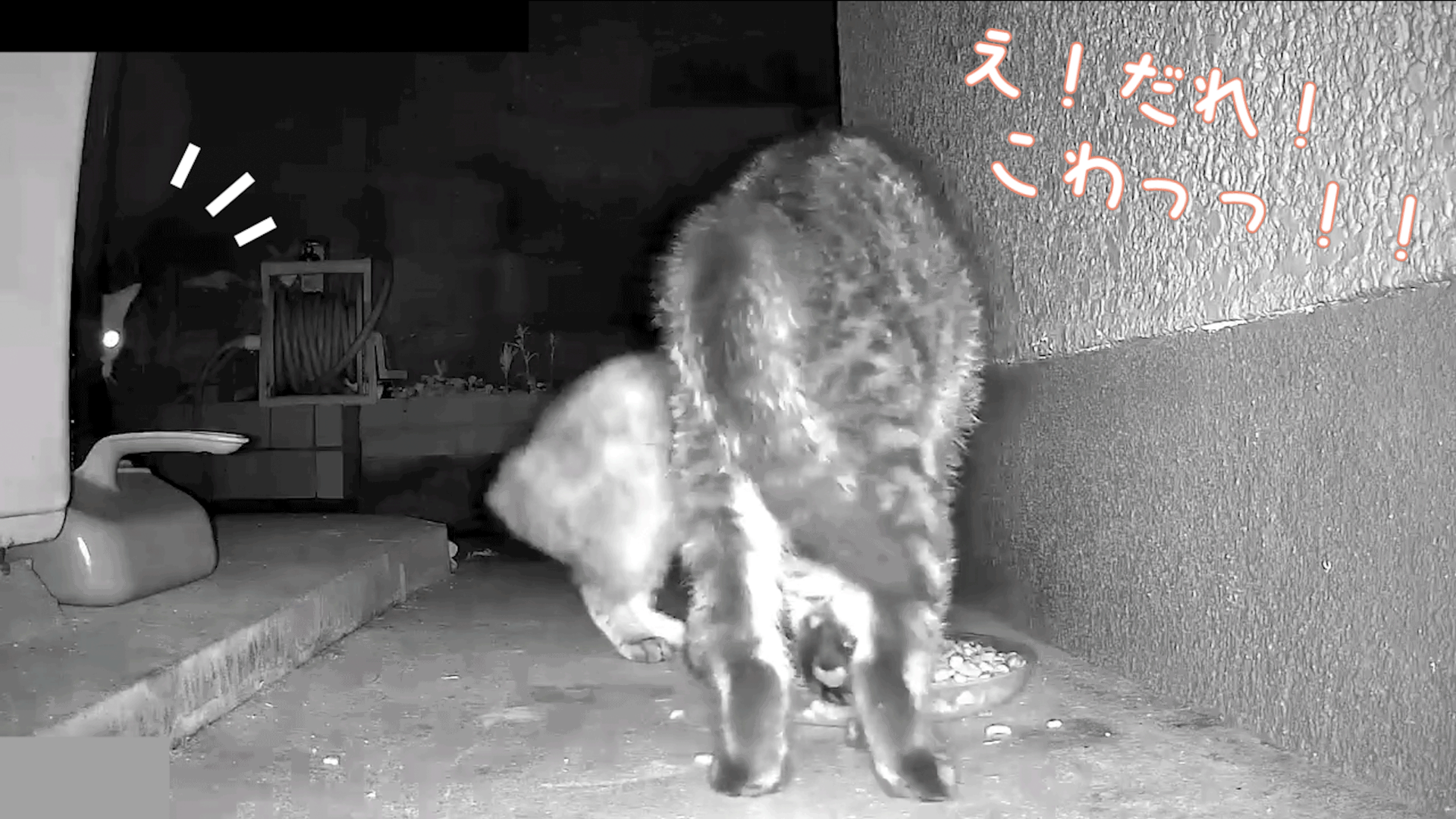 どうぶつ基金「実は僕・・・」