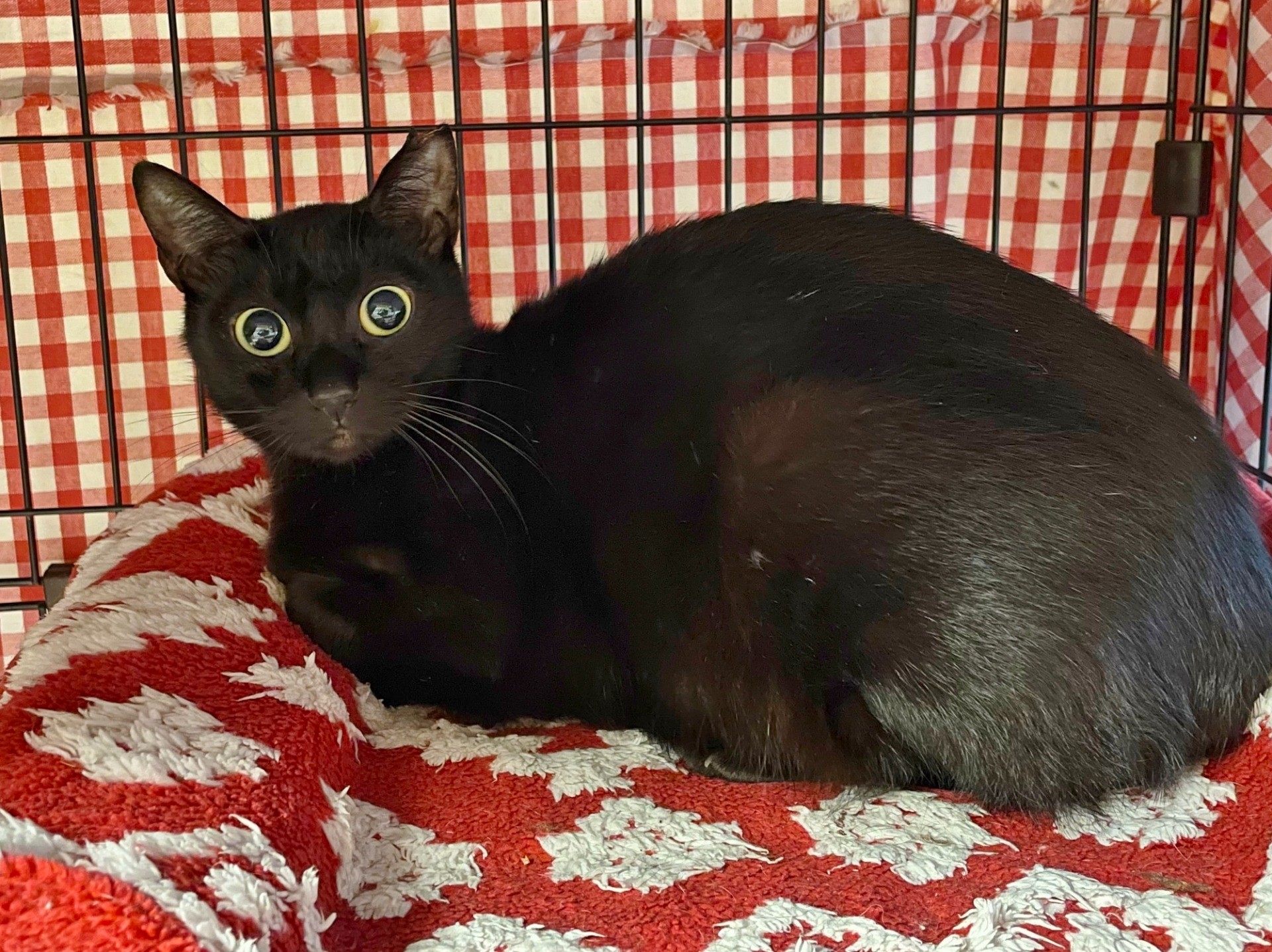 超美形の黒猫リカ♡