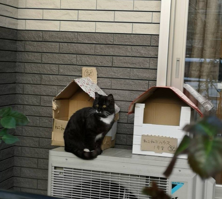 僕のおうちはねこねこハウス1号室！