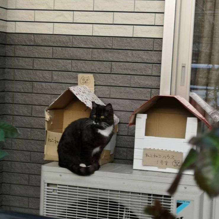 僕のおうちはねこねこハウス1号室！