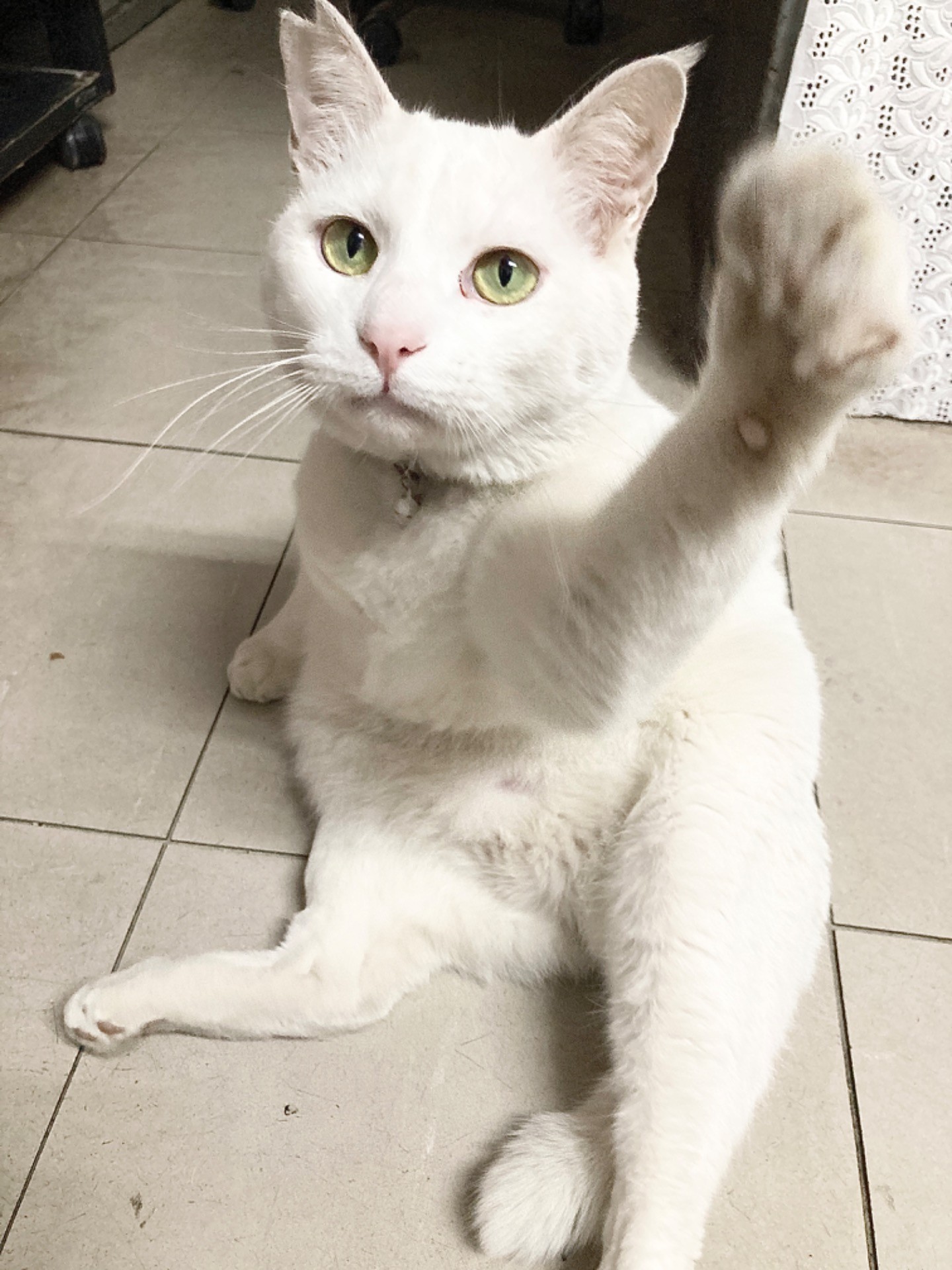 やって来た‼︎幸せ呼び込むさくらねこ