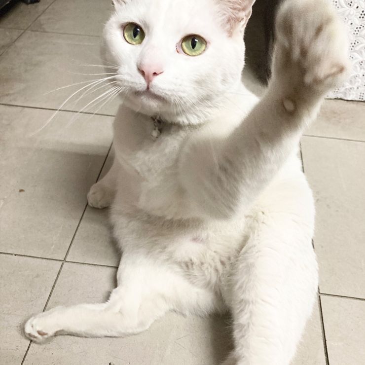 やって来た‼︎幸せ呼び込むさくらねこ