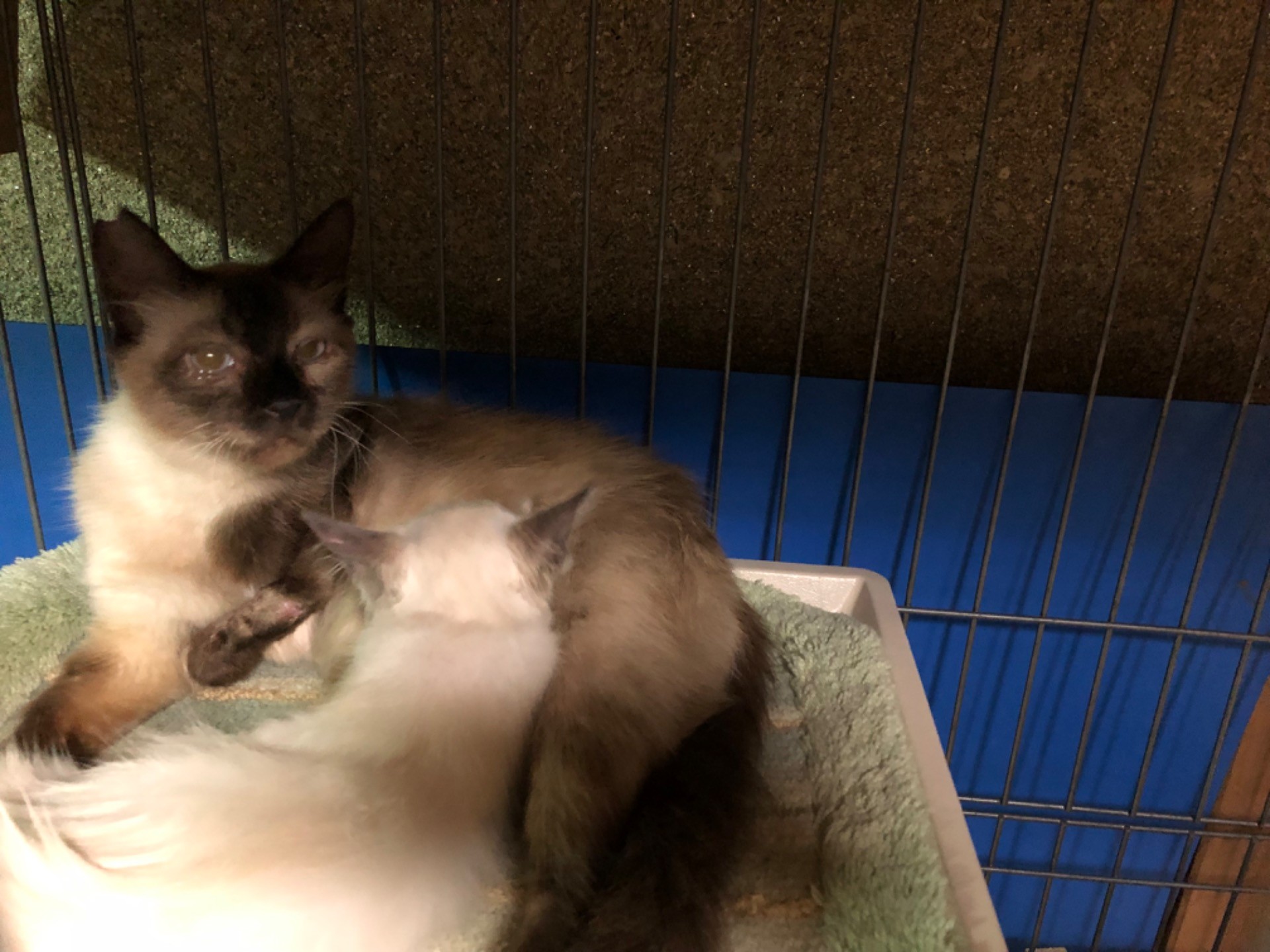 左手不自由なお母さん猫と子猫