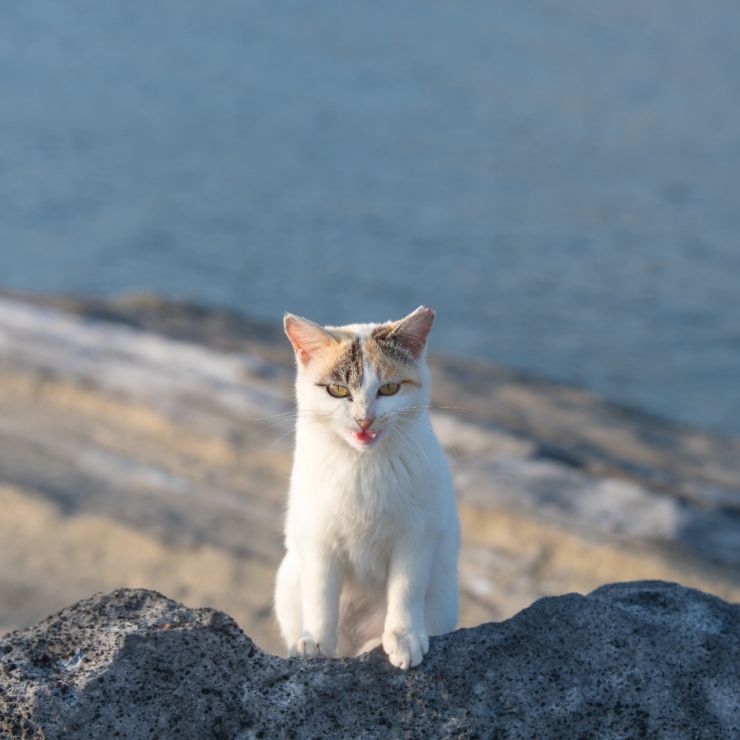 はじめまして